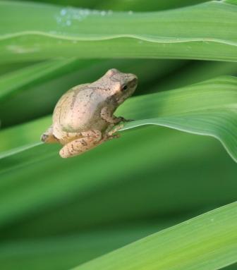 Tree frog